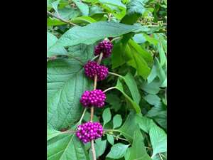Beautyberry