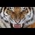 Eye of The Tiger Firearms Training logo